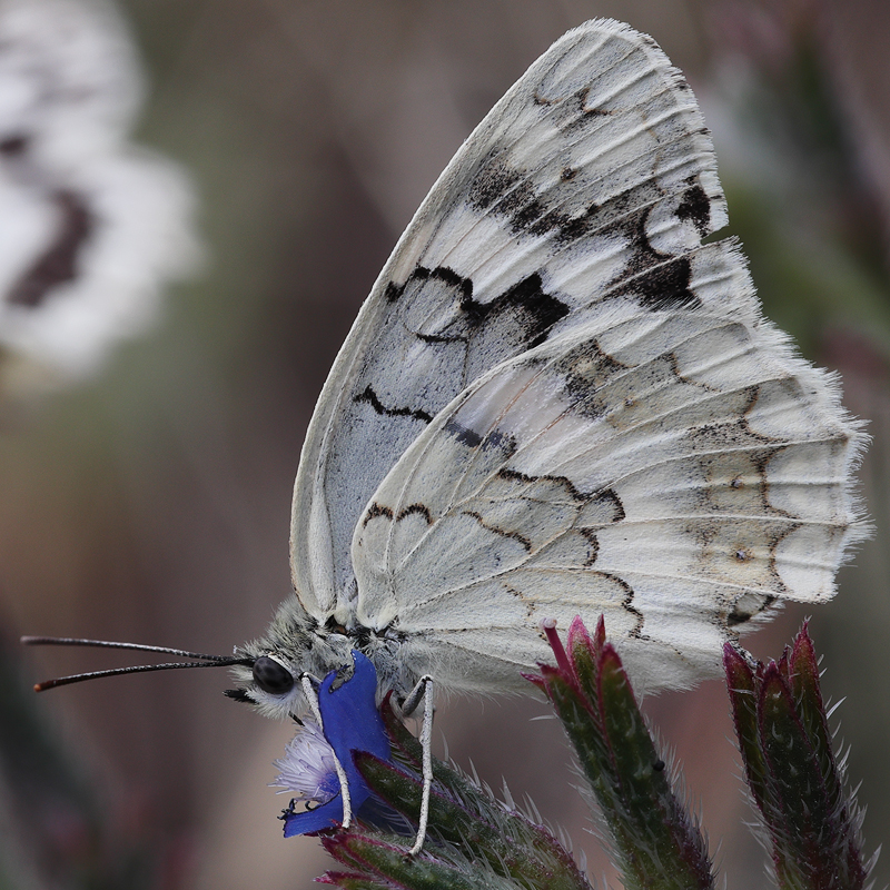 Melanargia larissa