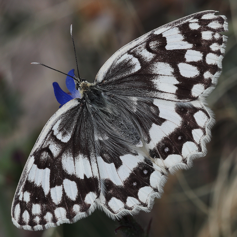 Melanargia larissa