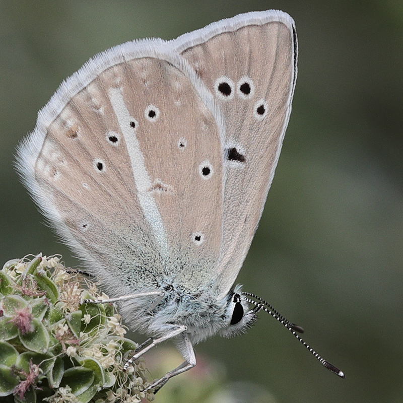 Polyommatus sp.
