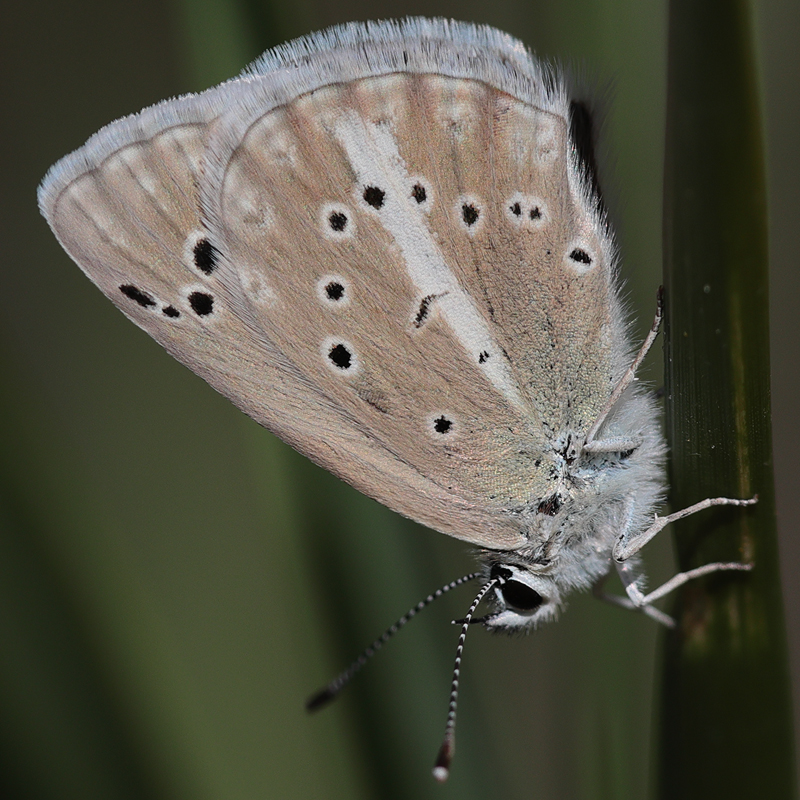 Polyommatus sp.