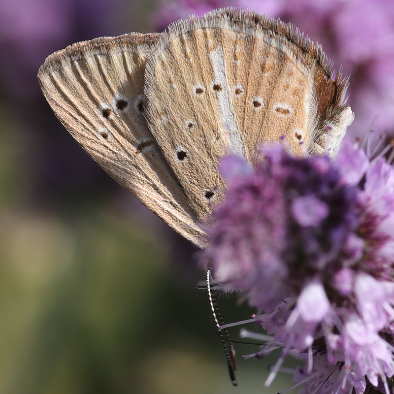 Polyommatus sp.