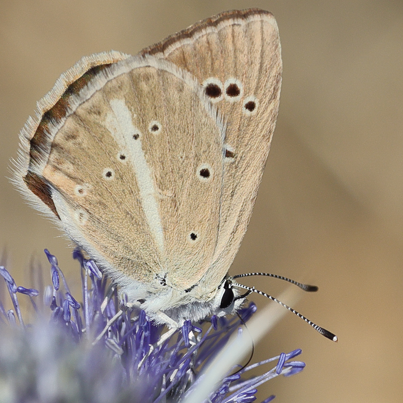 Polyommatus sp.