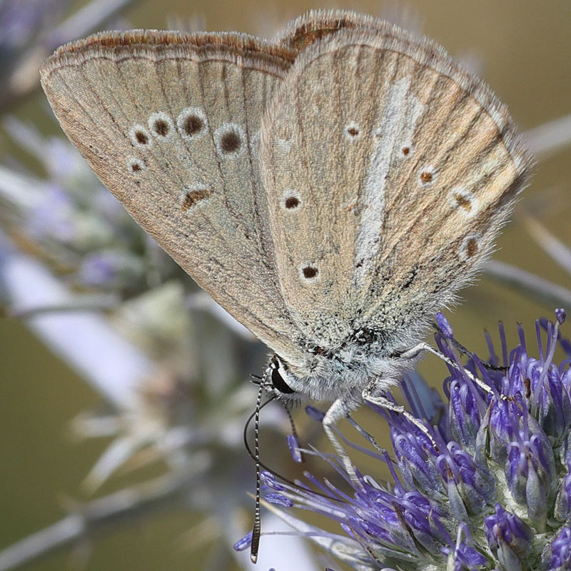 Polyommatus sp.