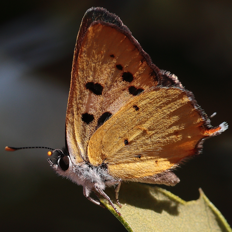 Lycaena hermes