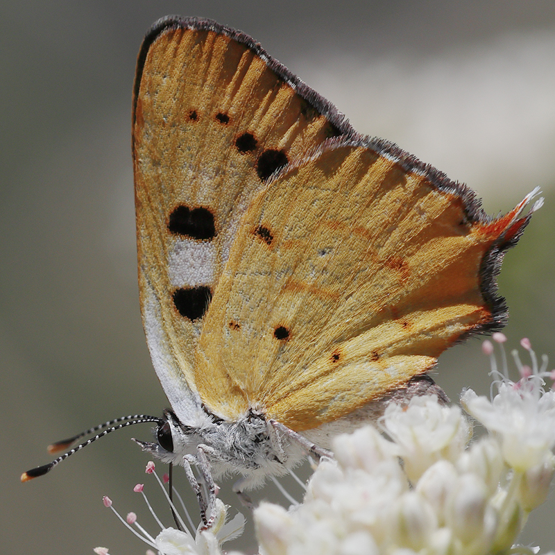 Lycaena hermes