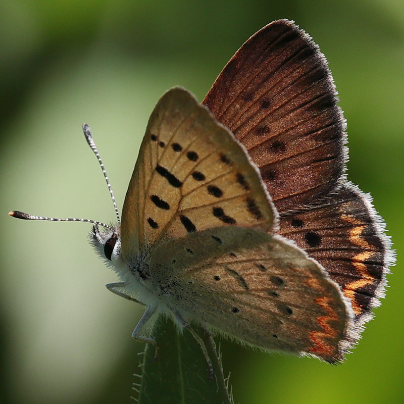 Lycaena helloides