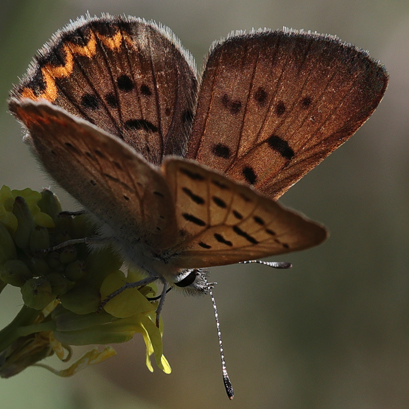 Lycaena helloides