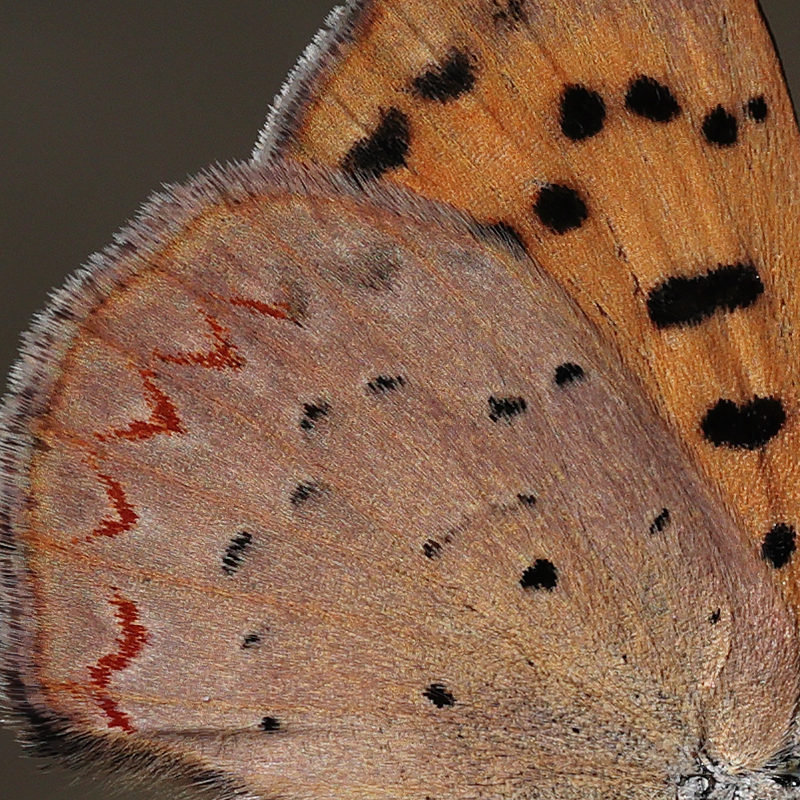Lycaena helloides