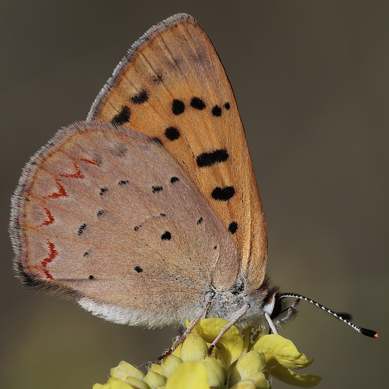 Lycaena helloides