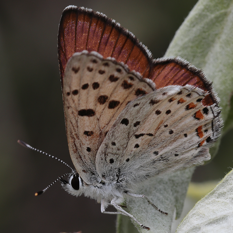 Lycaena gorgone