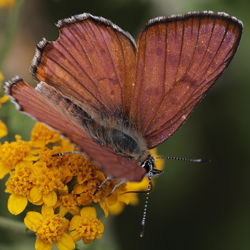 Lycaena gorgone