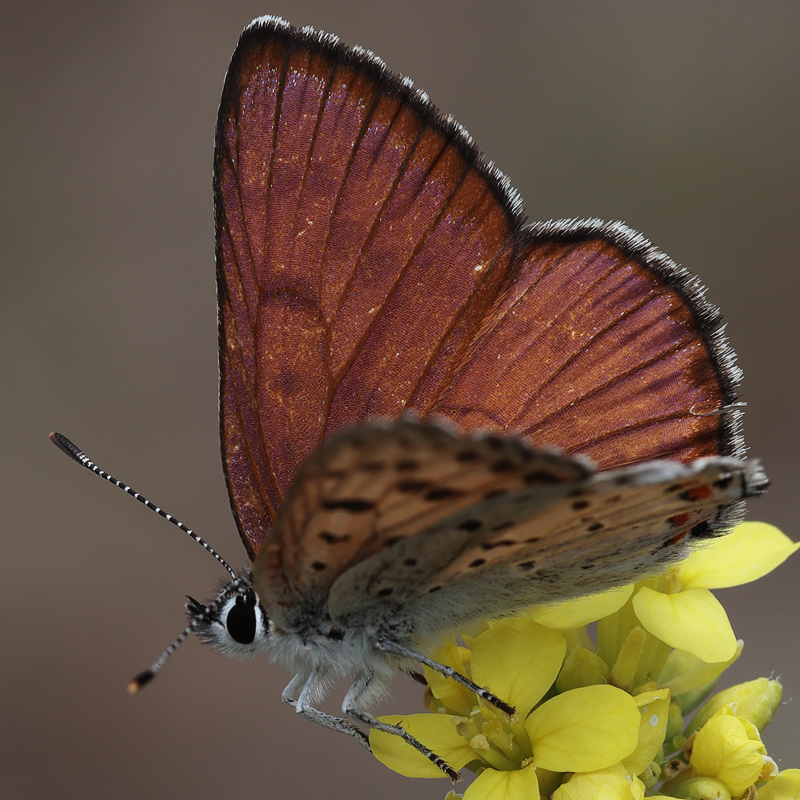 Lycaena gorgone