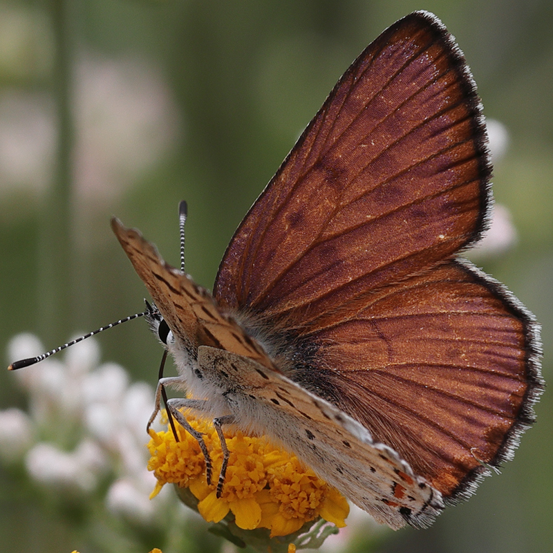 Lycaena gorgone