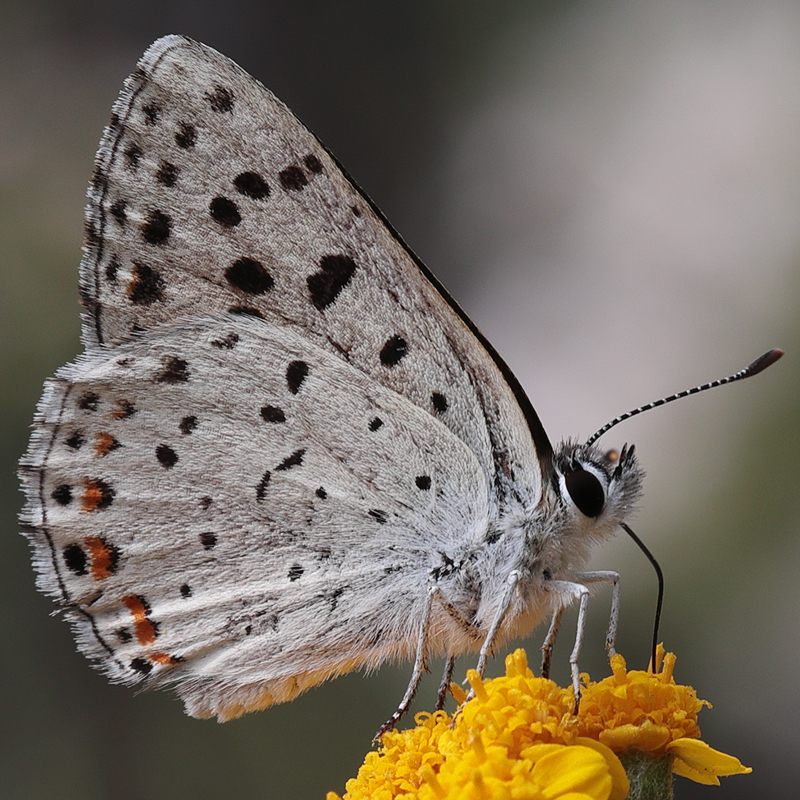 Lycaena gorgon
