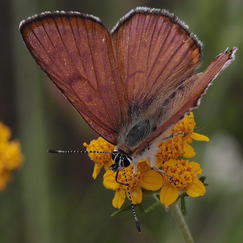 Lycaena gorgone