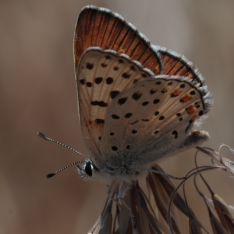 Lycaena gorgone