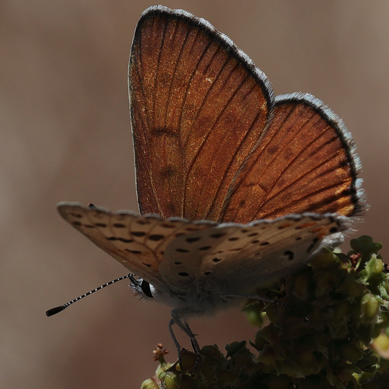 Lycaena gorgone
