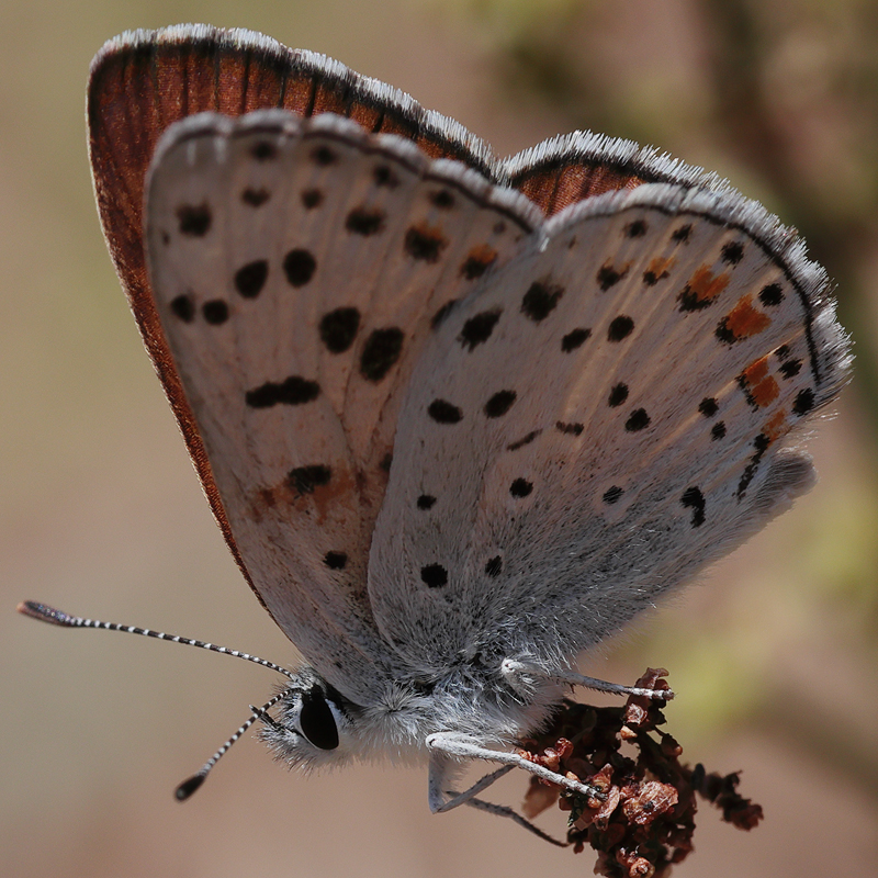 Lycaena gorgon