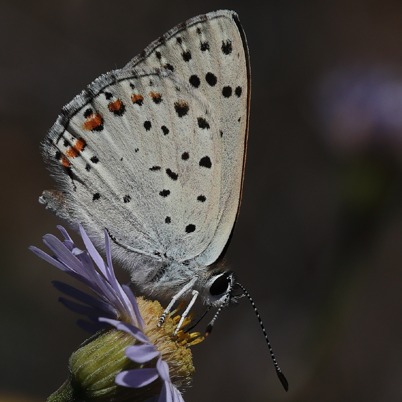 Lycaena gorgone