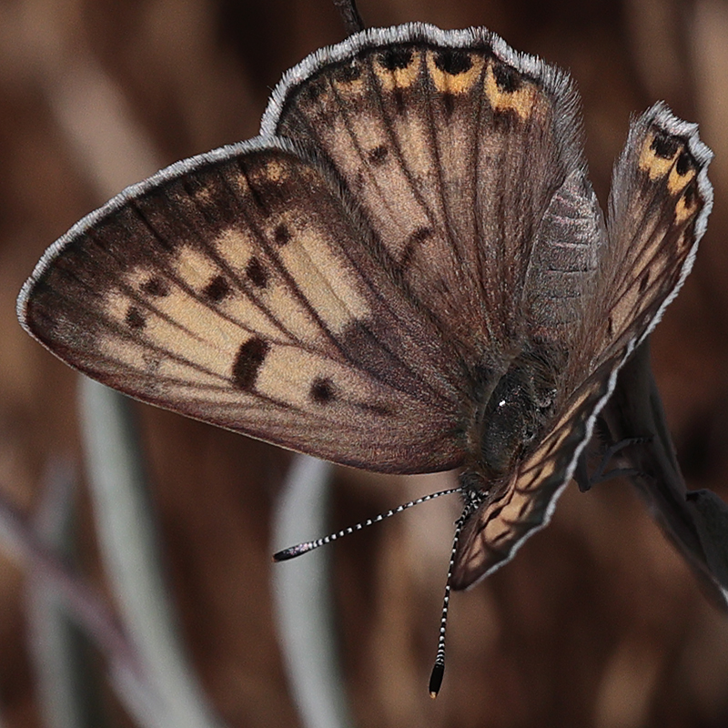 Lycaena gorgone