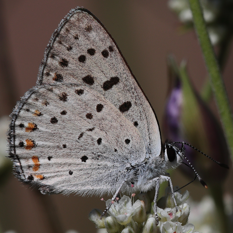 Lycaena gorgone