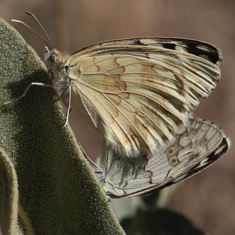 Melanargia hylata