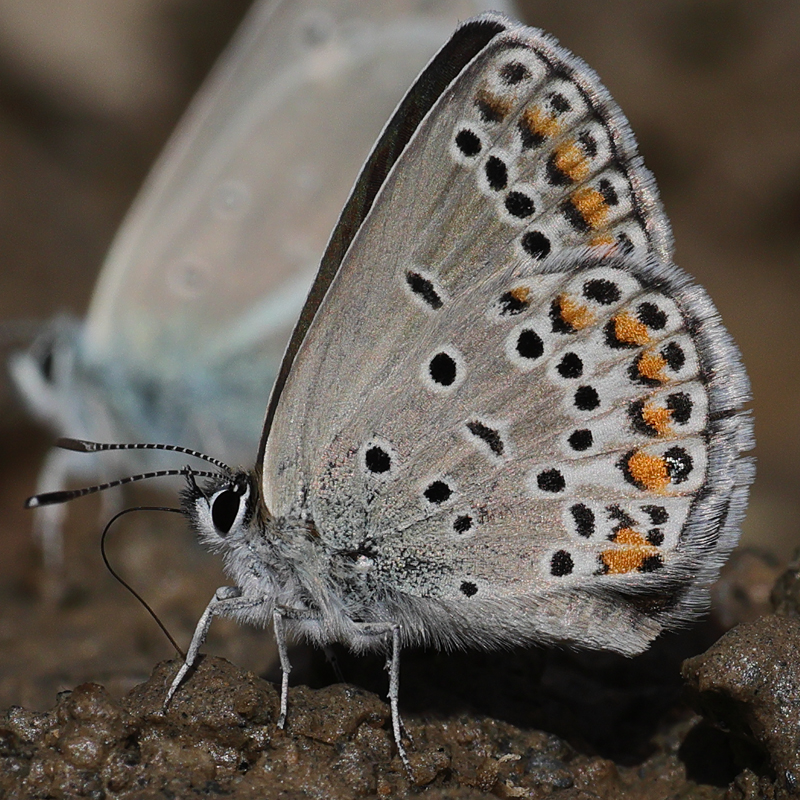 Kretania eurypilus (iranica)