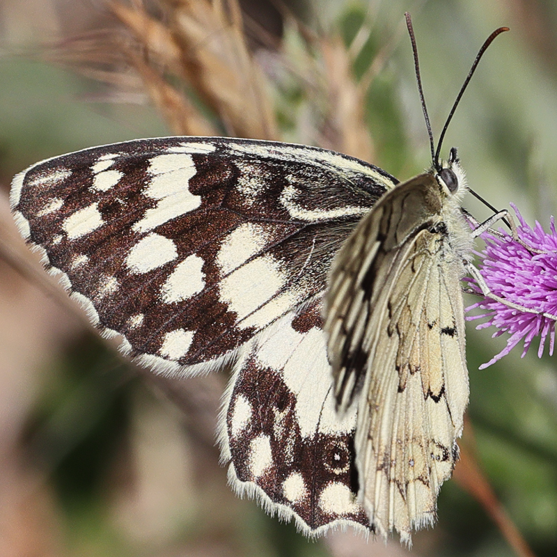 Melanargia hylata