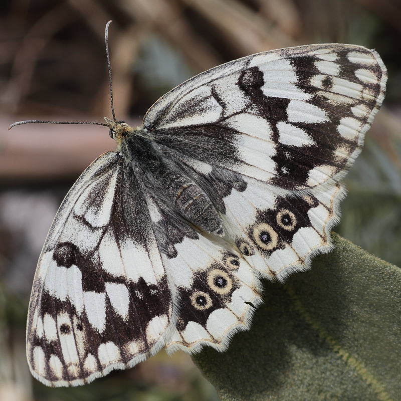 Melanargia hylata