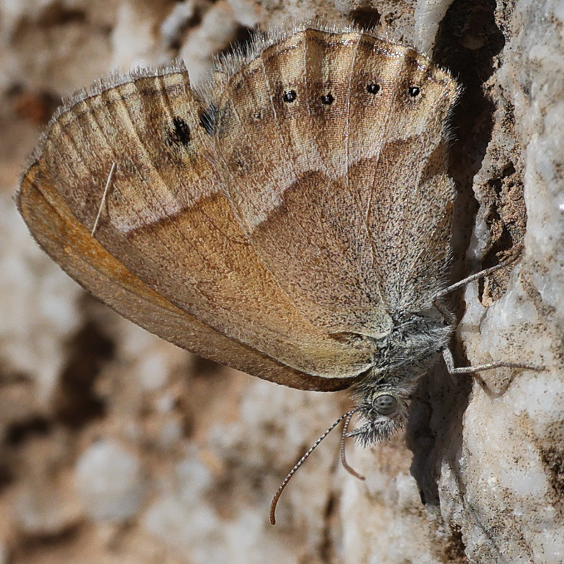 Coenonympha saadi
