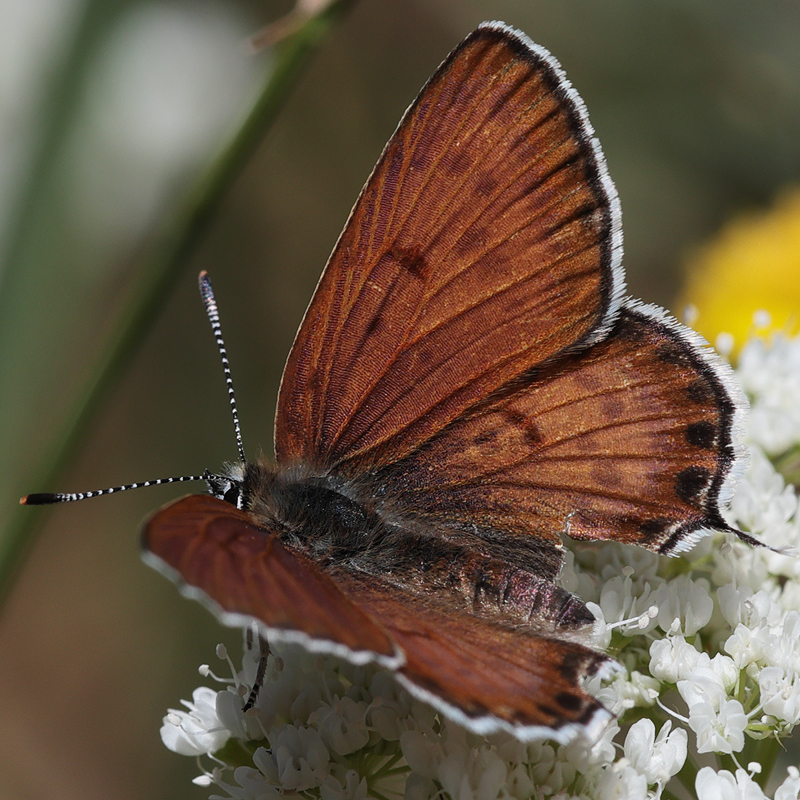 Margelycaena euphratica