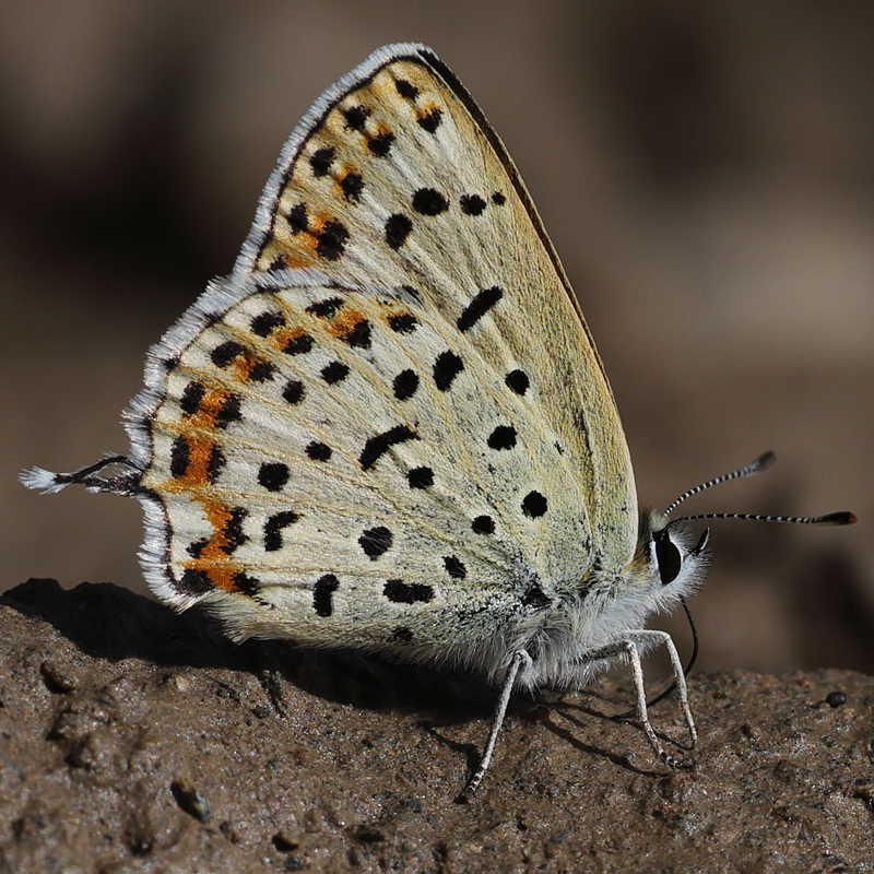 Margelycaena euphratica