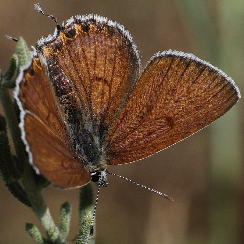 Margelycaena euphratica